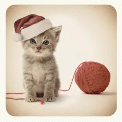 Weihnachtskarte - Kitten String Xmas 