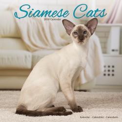 Kalender 2018 Siamkatzen - Siamesen - Siamese Cats