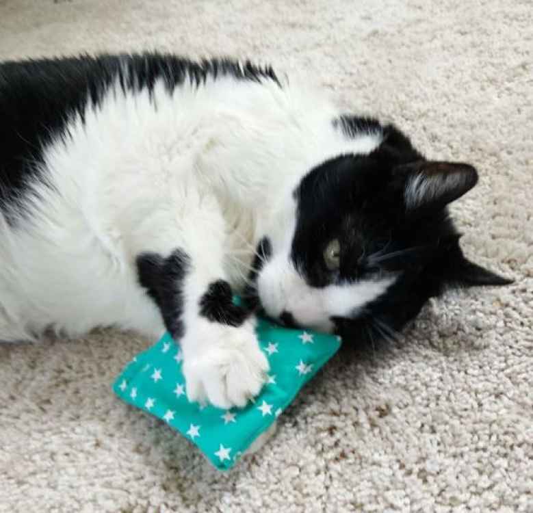 katzenminze, catnip,duftsäckchen,spielzeug,katze, katzenspielzeug